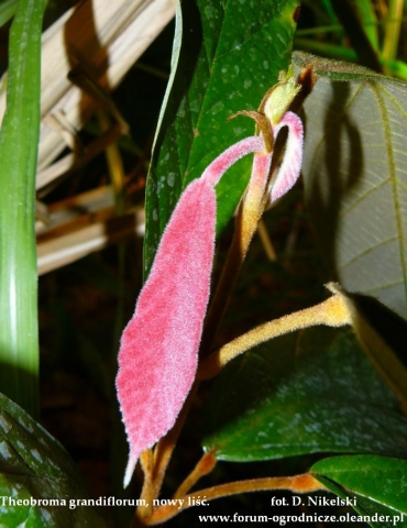 theobroma grandiflorum nowy liść