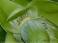 kwiat bananowca musa glaucum 2