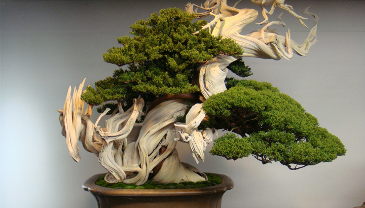 bonsai1.jpg