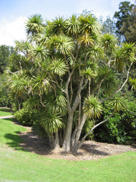 Cordyline Australis.jpg