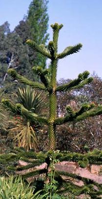 Conifers-AraucariaImbricata.jpg