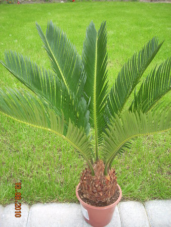 Cycas01.jpg