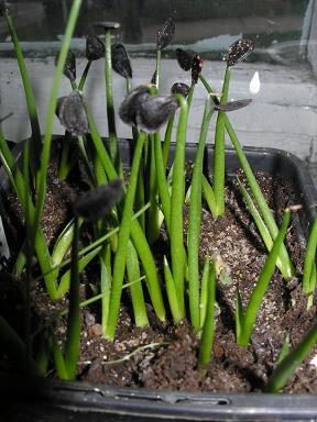 agave parryi.JPG