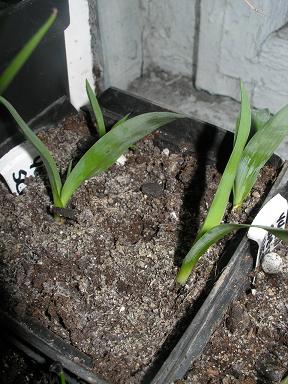yucca schotti.JPG