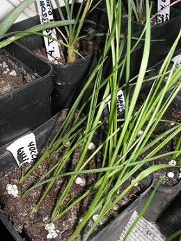 yucca whiplei.JPG