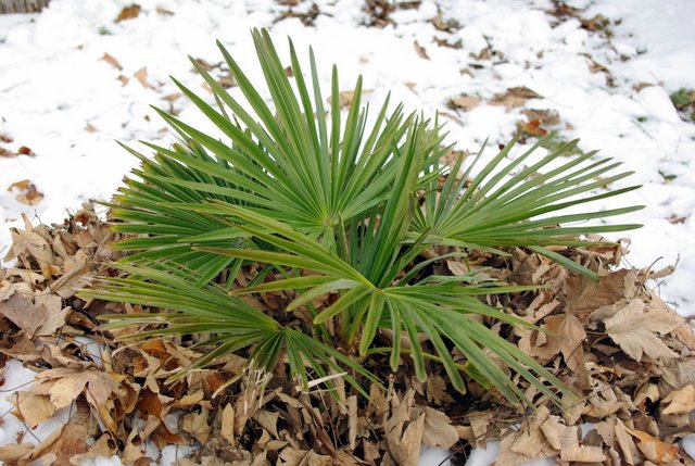 fortun oleander.JPG