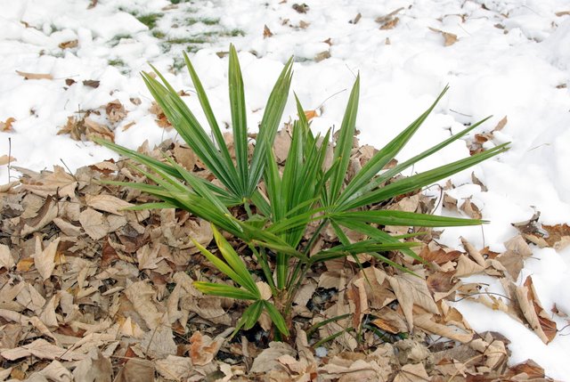 naini oleander.JPG