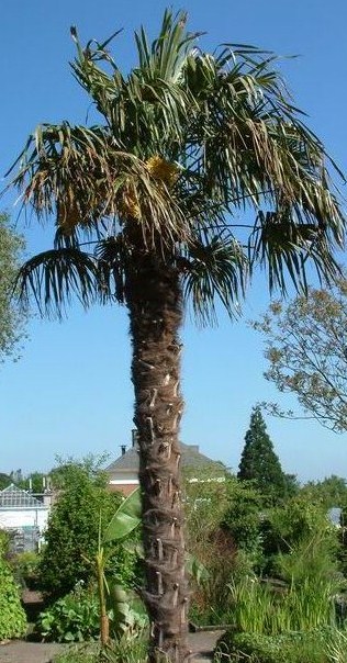 trachycarpus fortunei.jpg