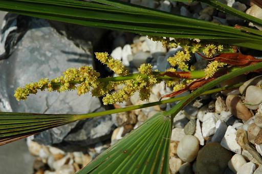 kwiat trachycarpus nanus1.JPG