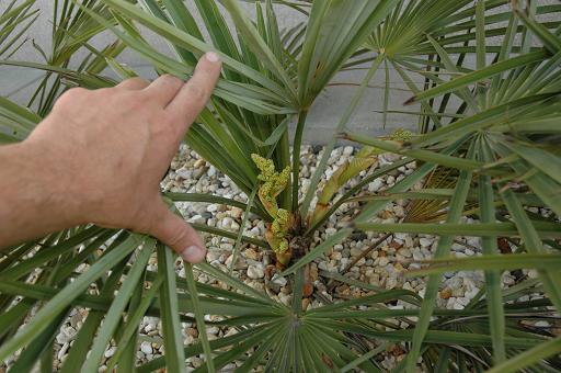 kwiat trachycarpus nanus 2.JPG