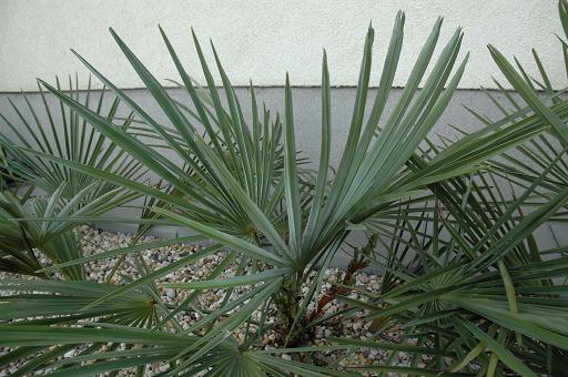 kwiat trachycarpus nanus 4.JPG