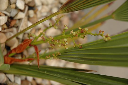 kwiat trachycarpus nanus nasiona.JPG