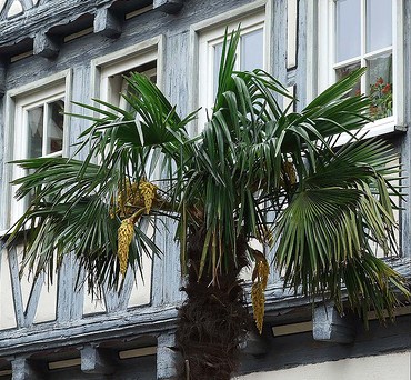 palme in Fachwerk.jpg