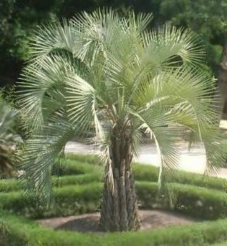 450Butia_capitata2.jpg