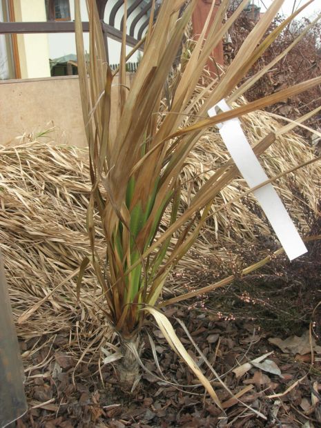 cordyline1.JPG