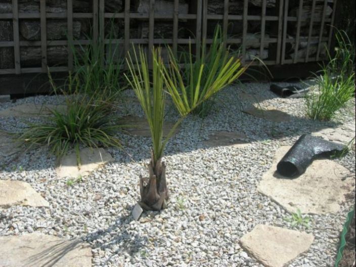 butia.JPG