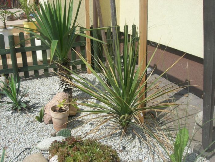 cordyline.JPG