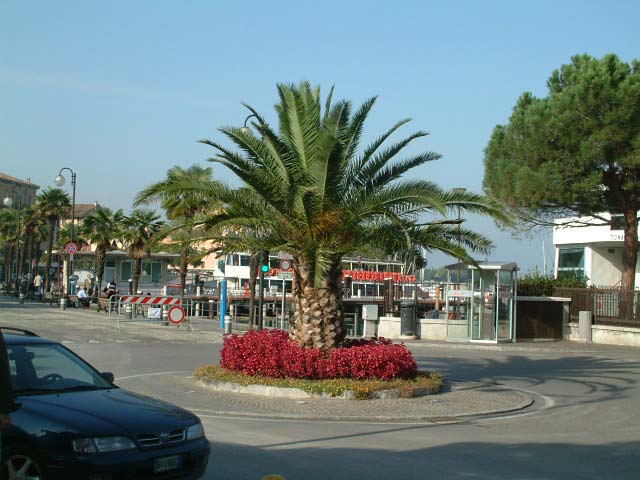 dactyleus canariensis in Desenzano del Garda.jpg