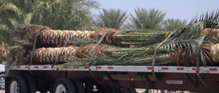 date palms.JPG