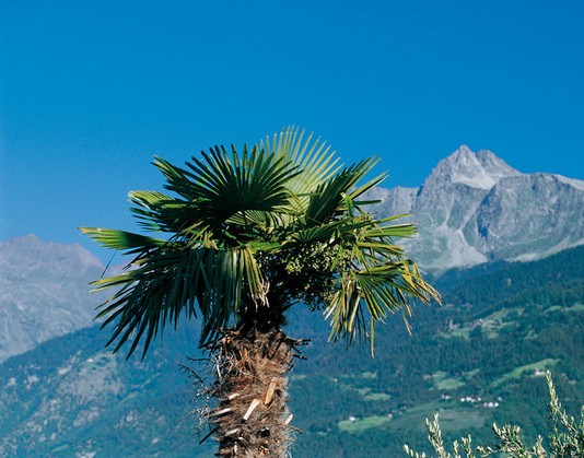 3505-3-palme-montagne.jpg