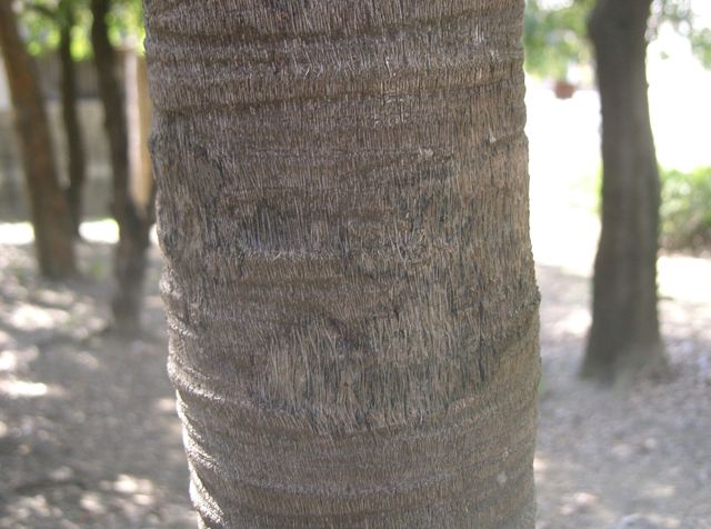 Kopia Trachycarpus_fortunei3.jpg