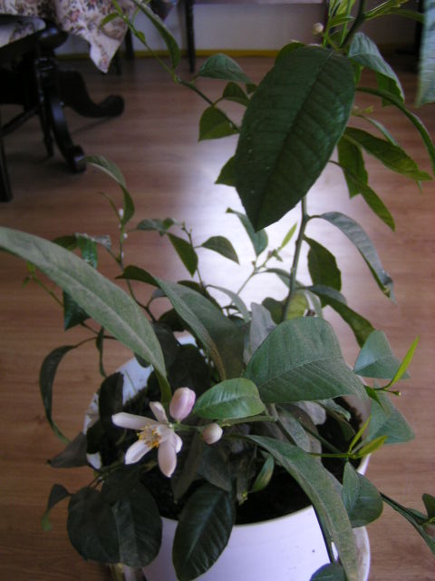 2006,04.04 006.jpg