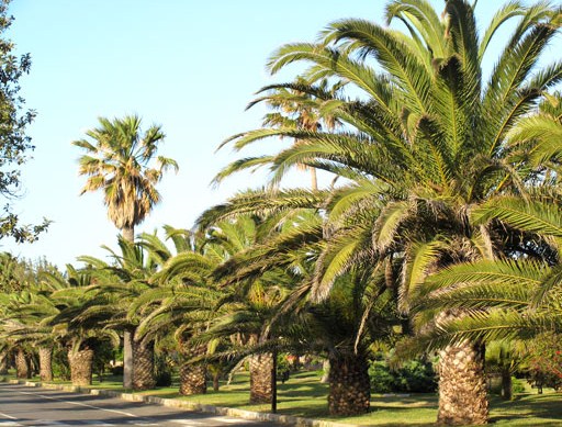 le-palme-del-poetto.jpg