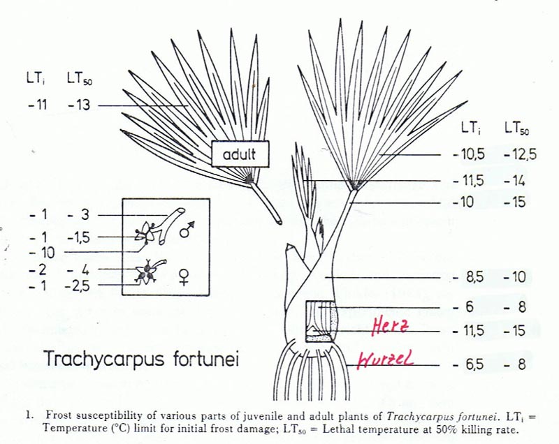 trachycarpus wytrzyma