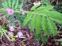 Mimosa invisa.jpg