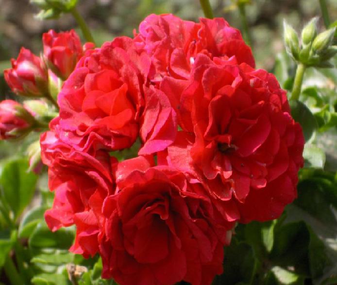 pelargonia.jpg