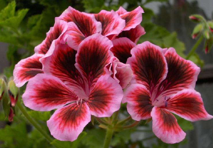 pelargonioas.jpg