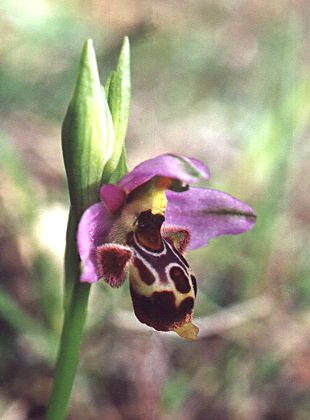 Ophrys_scolopax_20.jpg