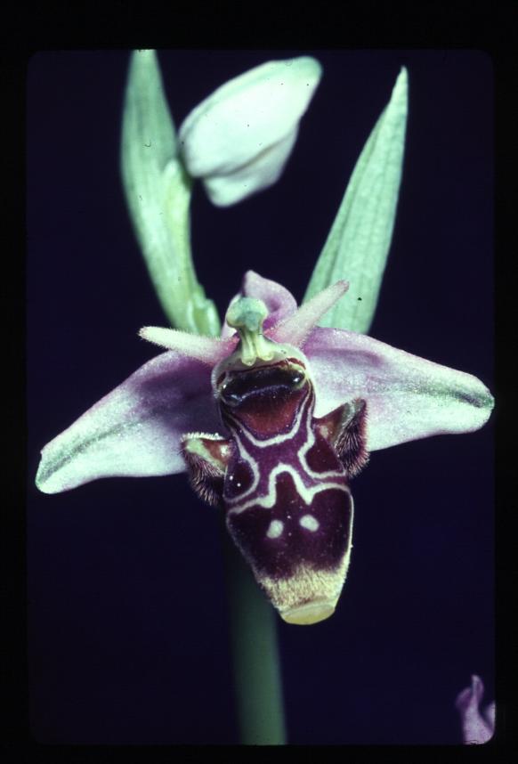 Ophrys_scolopax_HC.jpg