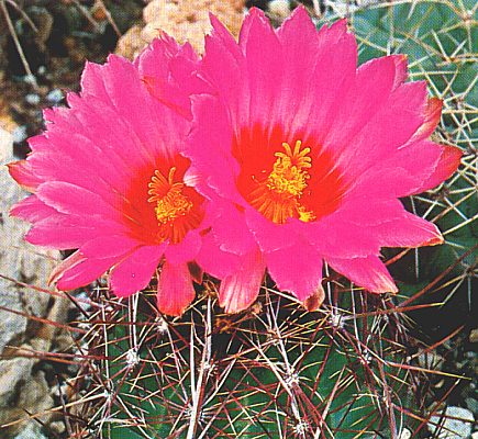 thelocactus_bicolor_var_tricolor.jpg