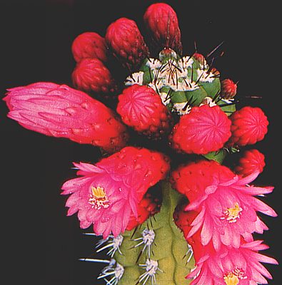 borzicactus_samnensis.jpg