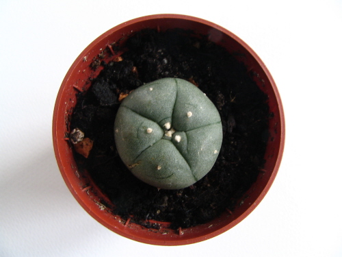 lophophora3.jpg