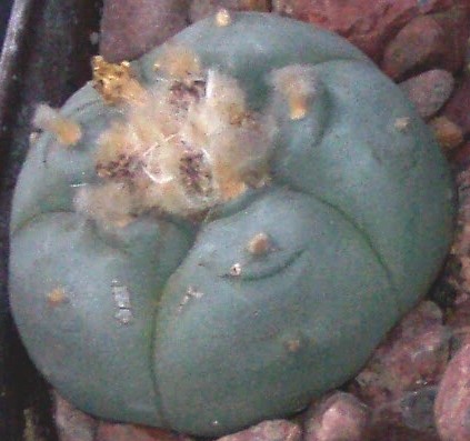 lophophora1.jpg