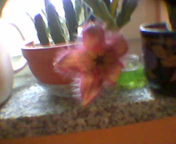 Stapelia.jpg