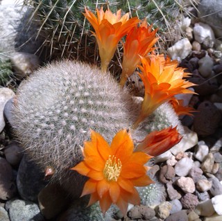 rebutia.jpg