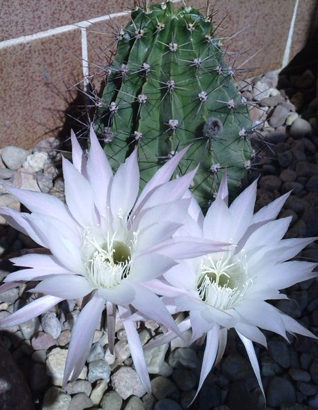 Echinopsis du