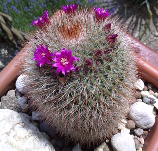 mamilaria grande.jpg