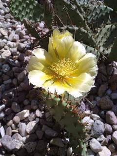 opuntia camanchica.jpg