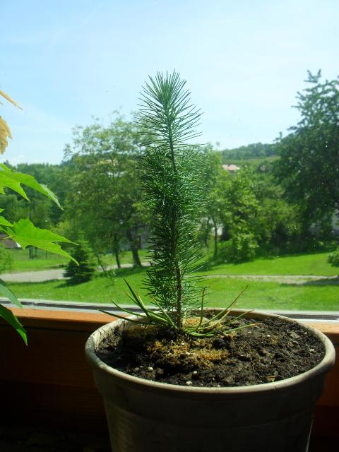 Pinus Pinea 2_Vga.jpg
