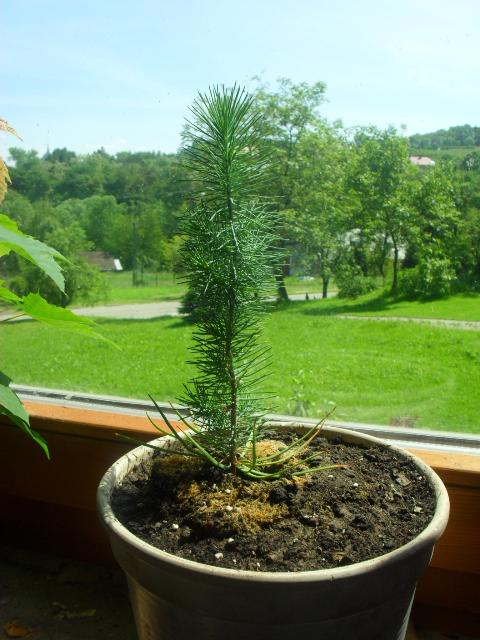Pinus Pinea_Vga.jpg