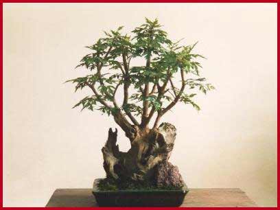 Aralia bonsai.jpg