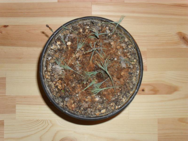 Pinus attenuata_Small.JPG