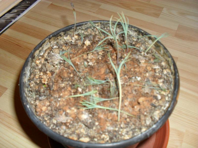 Pinus attenuata 3_Small.JPG