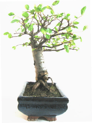 zelkova1.jpg