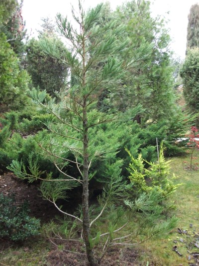 Sequoiadendron giganteum.jpg