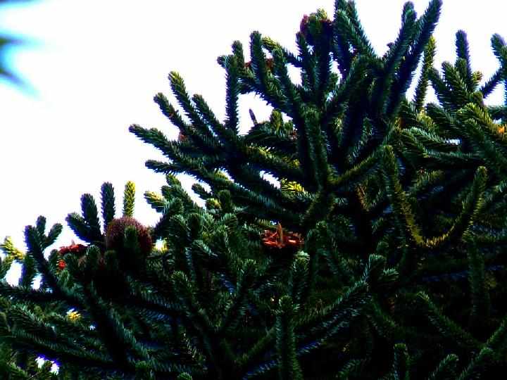 araucaria1a_2.JPG